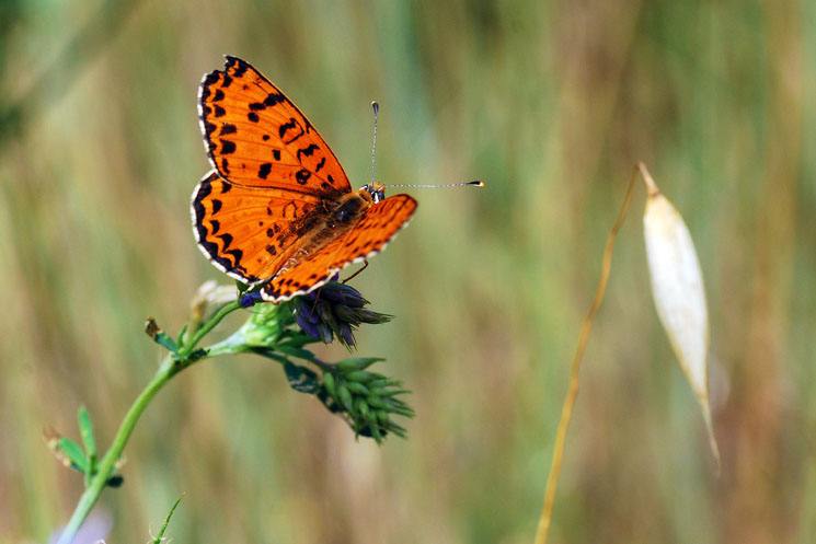 da determinare.. - Melitaea didyma (maschio)